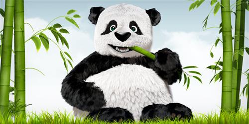 panda eating