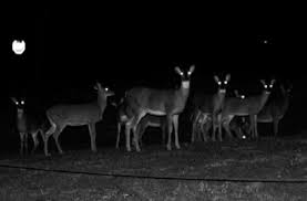 Deer Headlights 